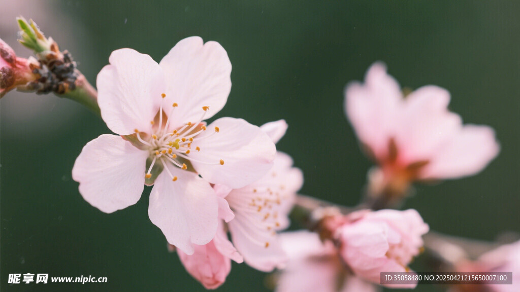 桃花