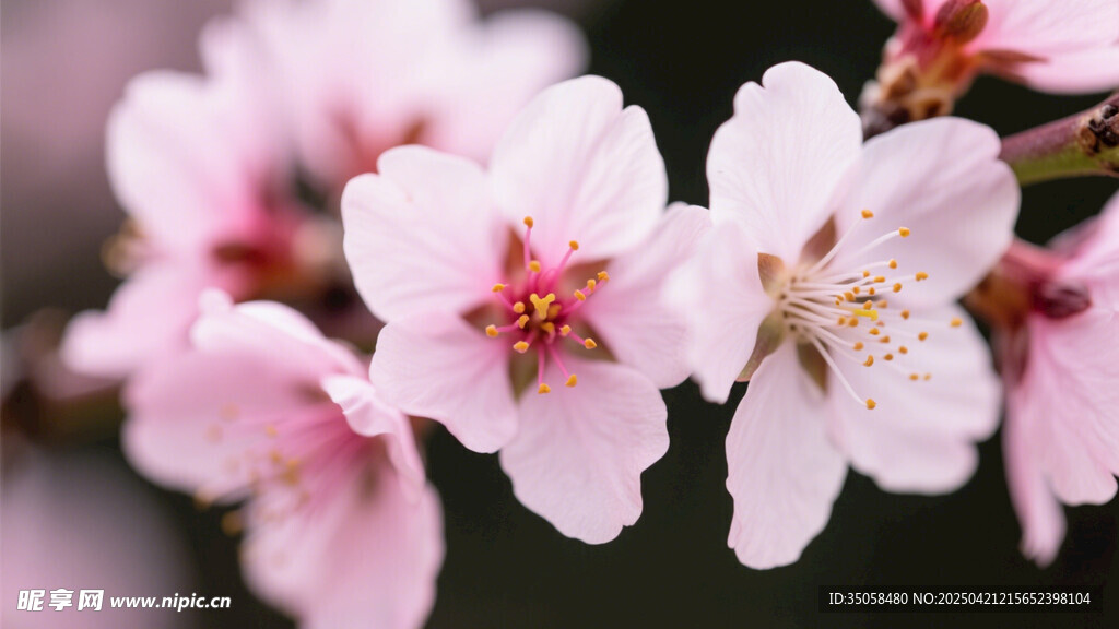 桃花 