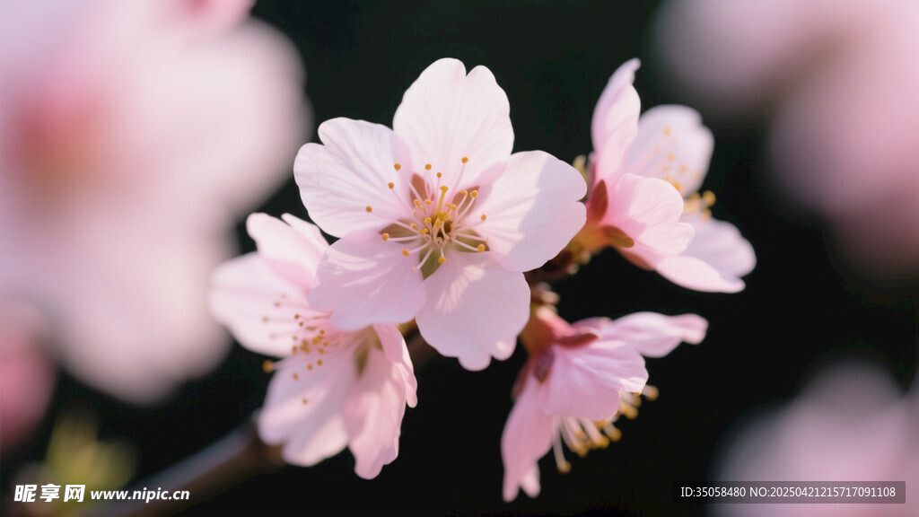 桃花 