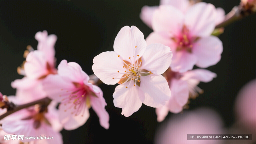 桃花