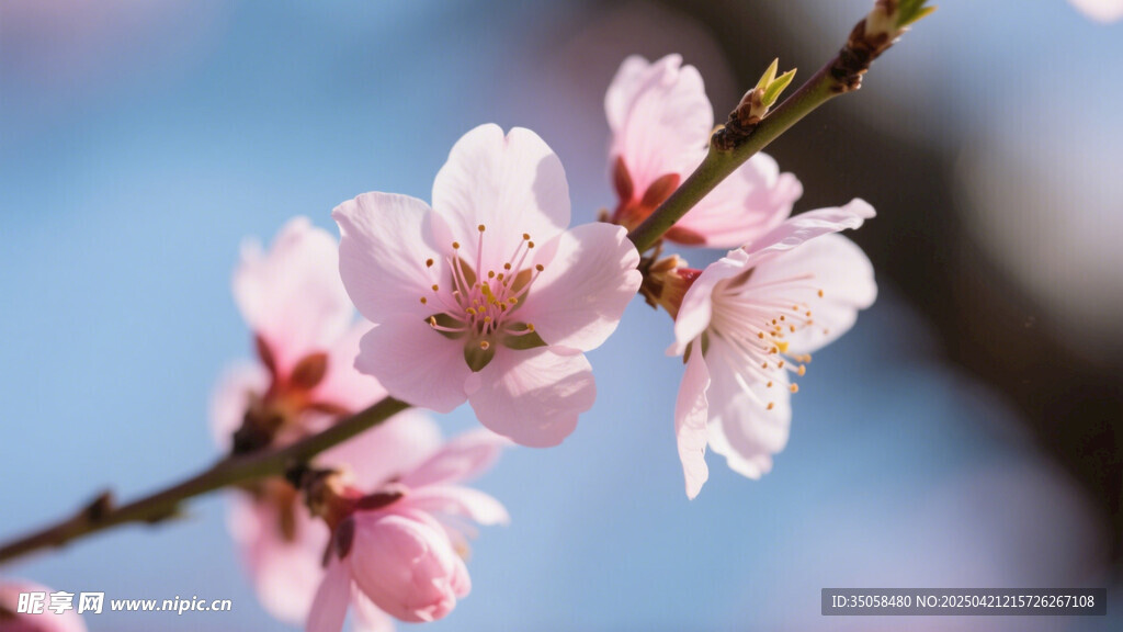 桃花
