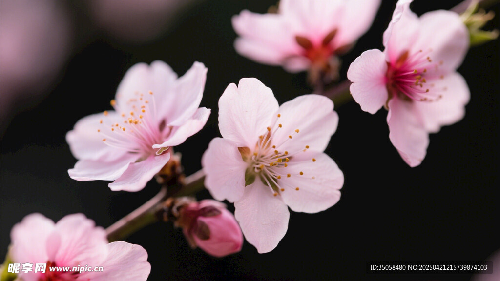桃花 