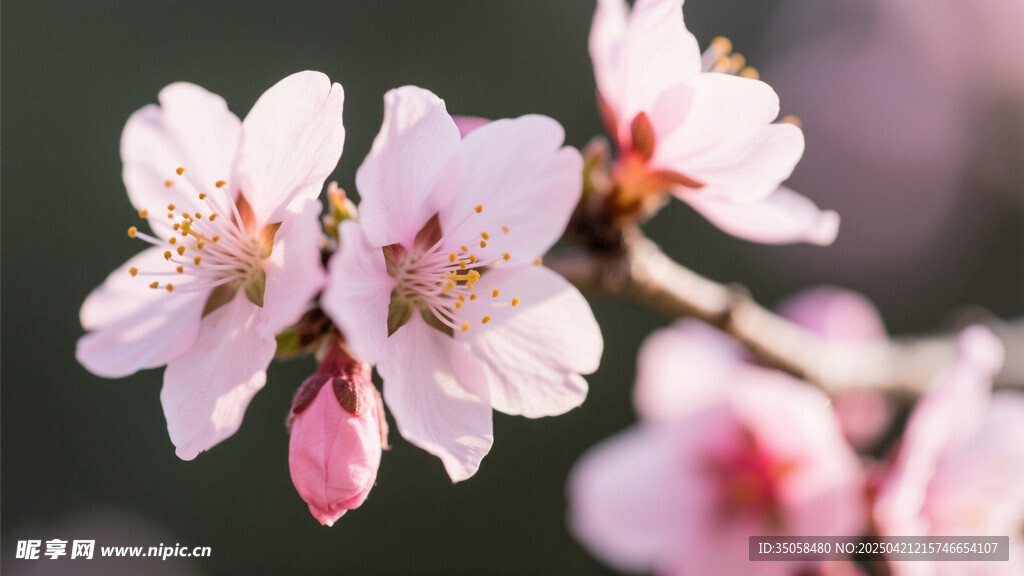 桃花