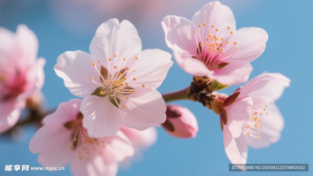 桃花