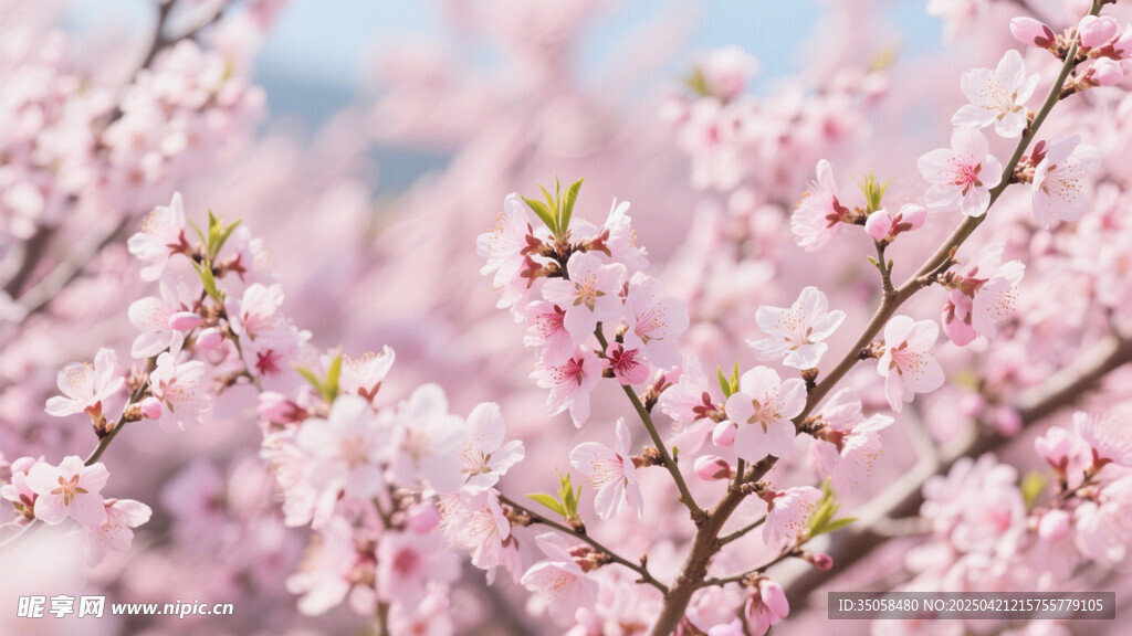 桃花