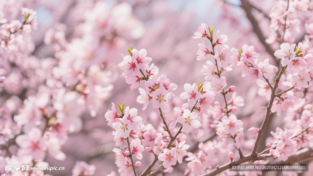 桃花