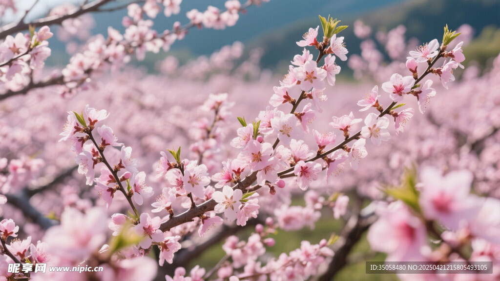 桃花