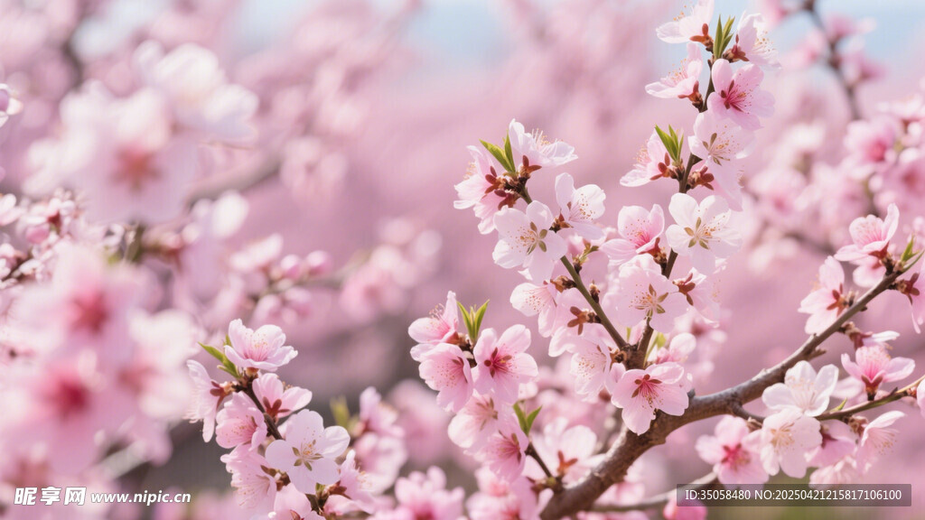桃花