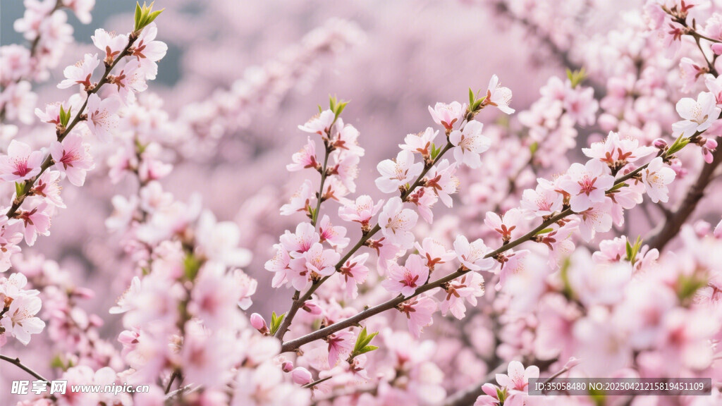 桃花
