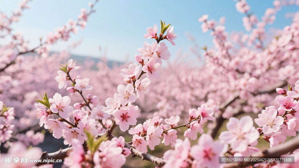 桃花 