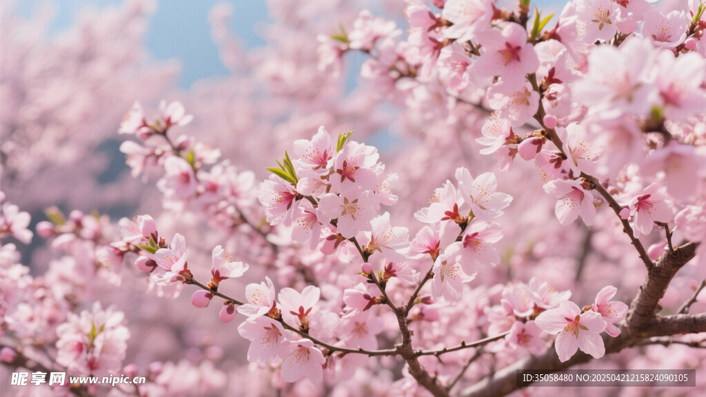 桃花