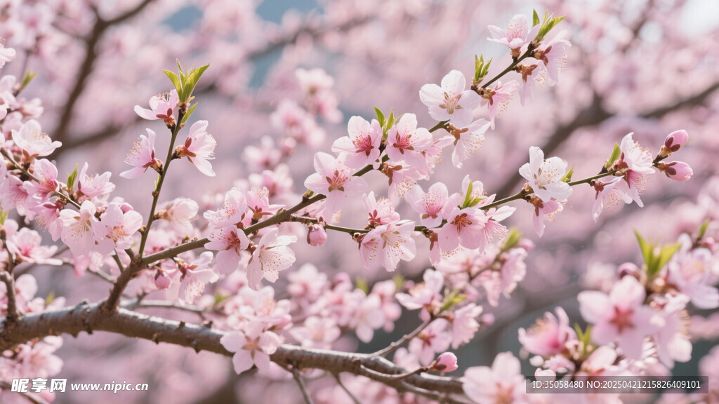 桃花