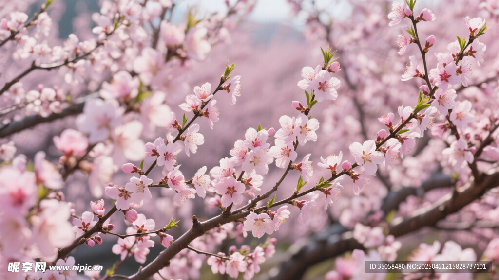 桃花