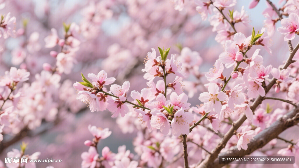 桃花