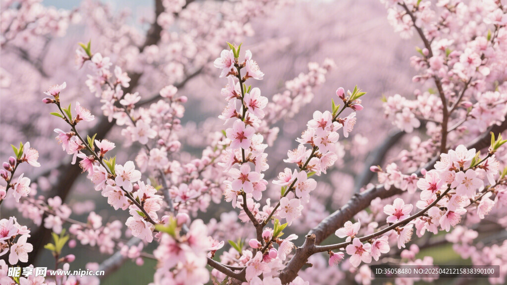 桃花
