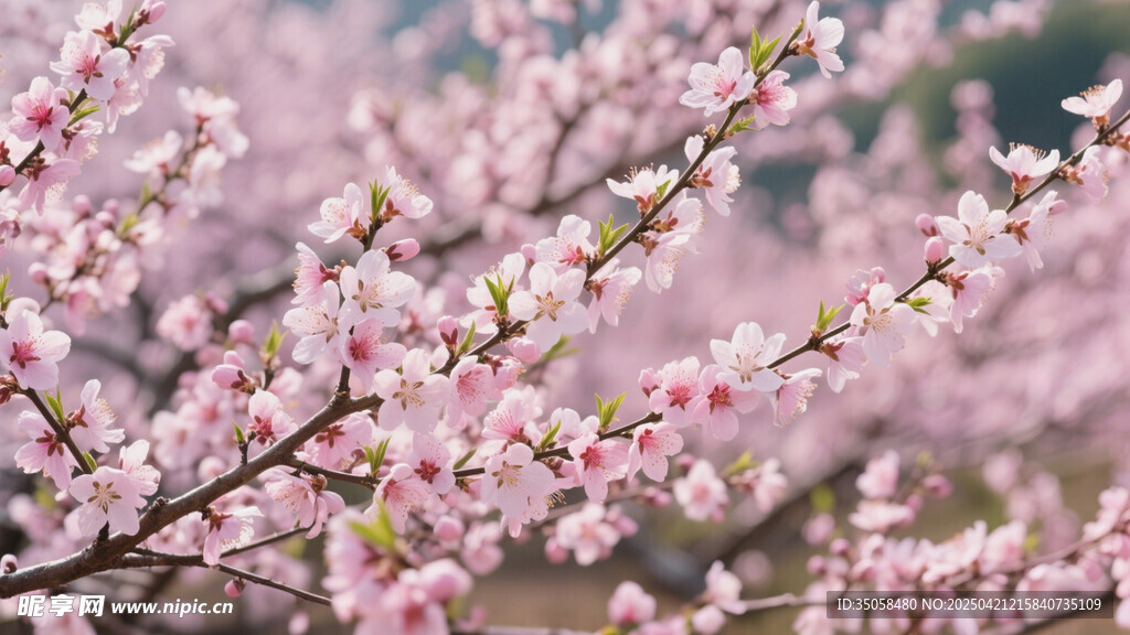 桃花