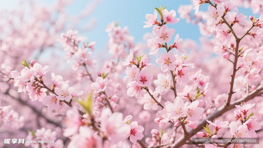 桃花