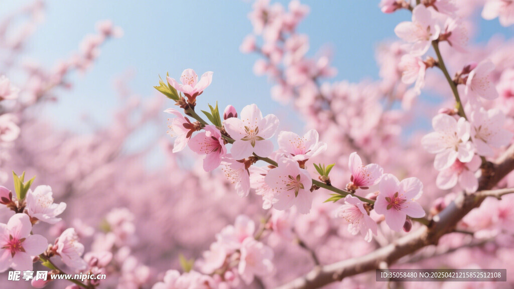 桃花 