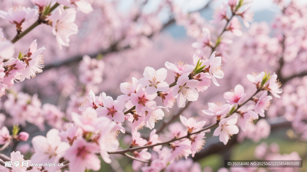 桃花