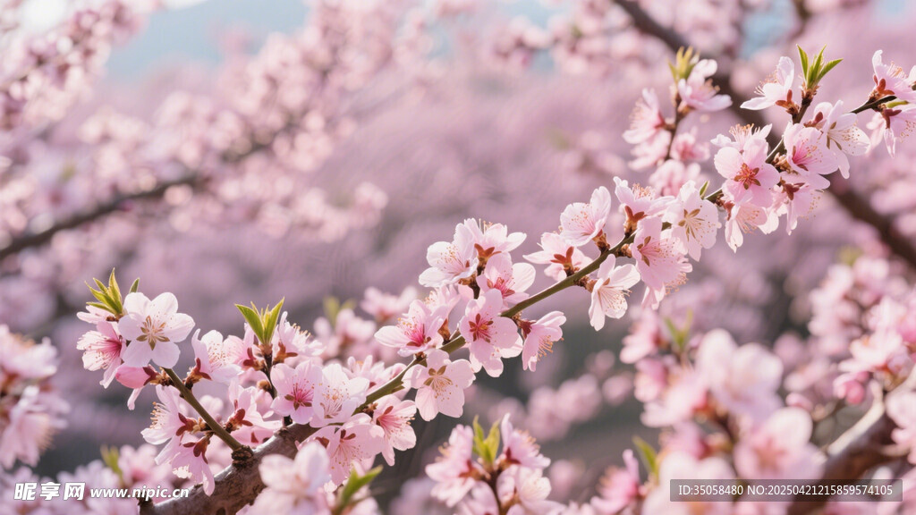 桃花