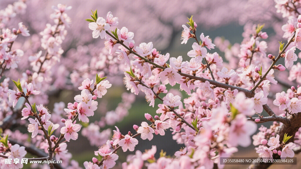 桃花