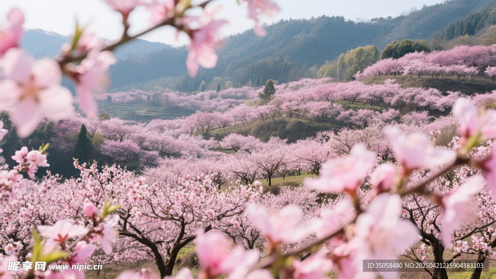 春日烂漫桃林美景