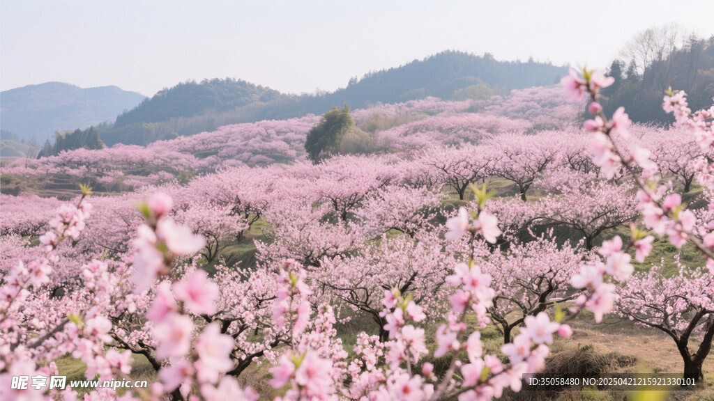 粉色桃林美景