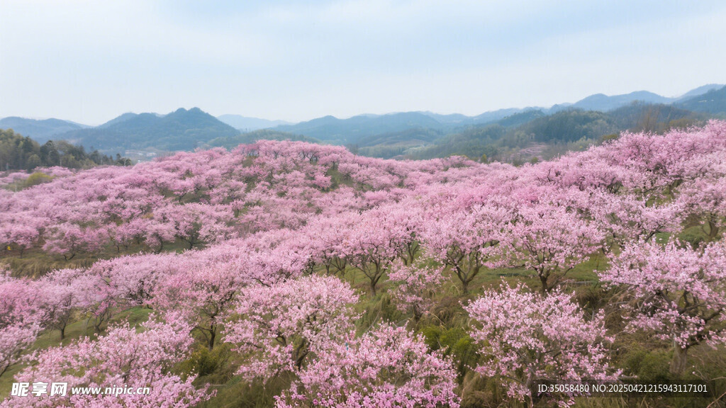 桃花林