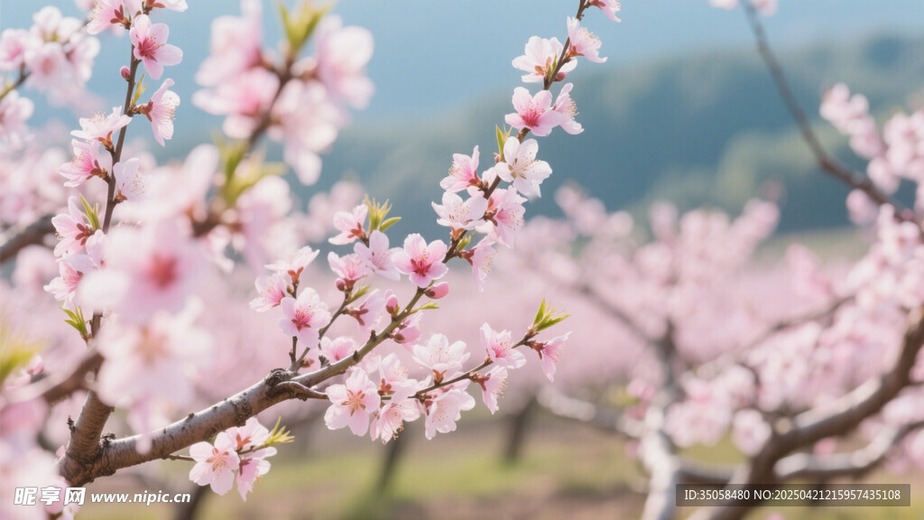 桃花