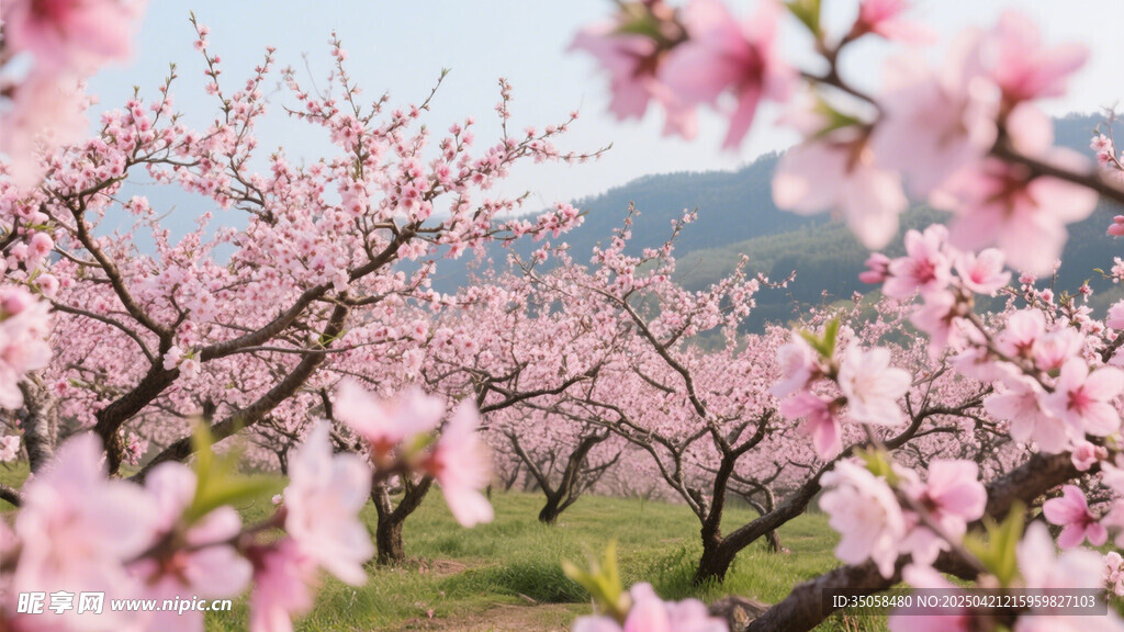 桃花 