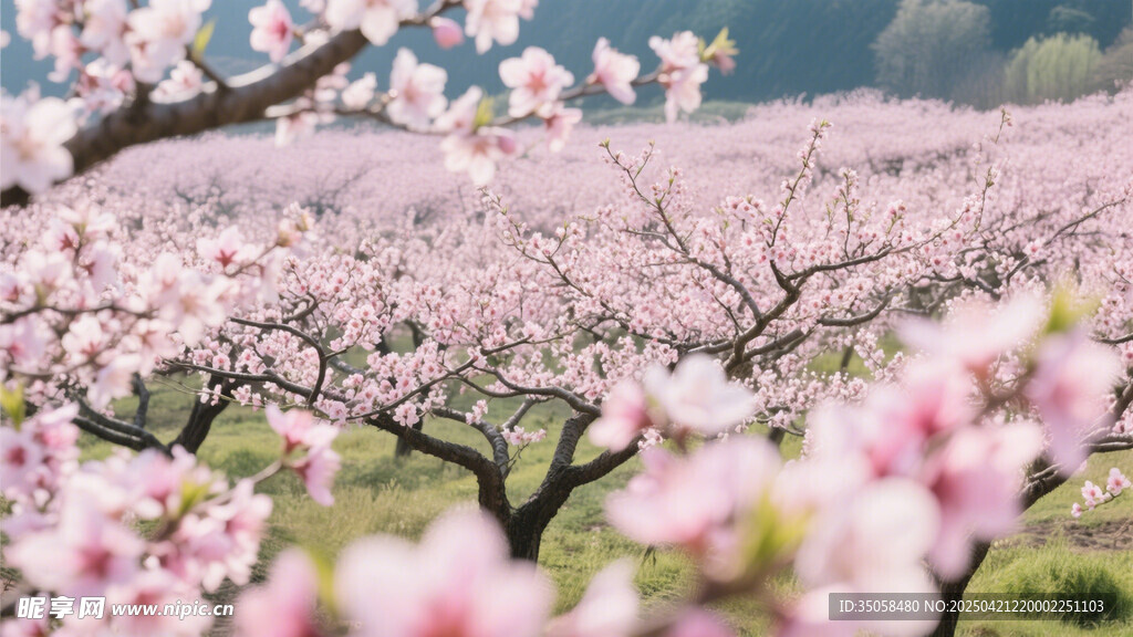 桃花