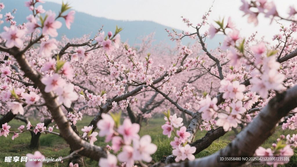 桃花