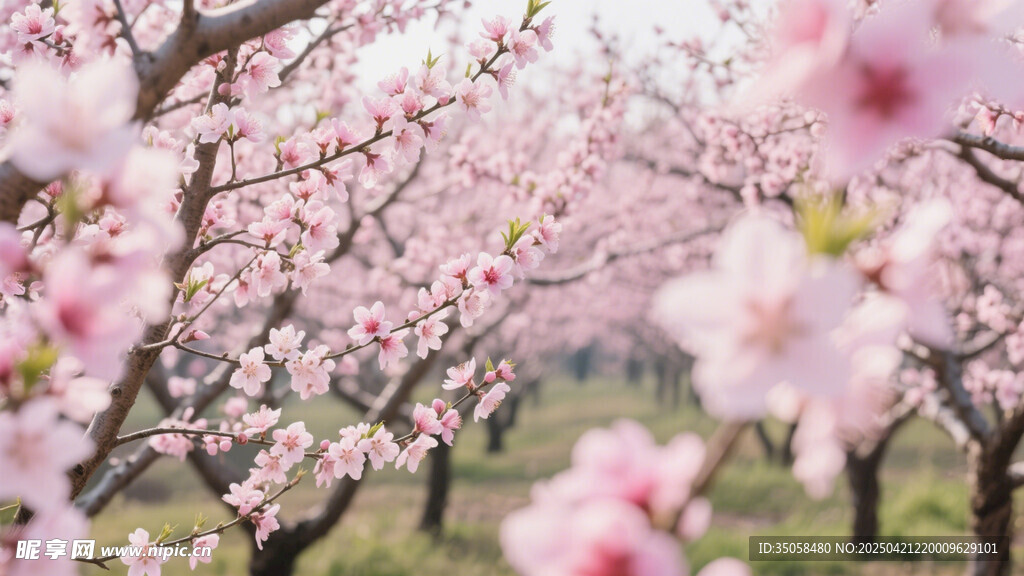 桃花