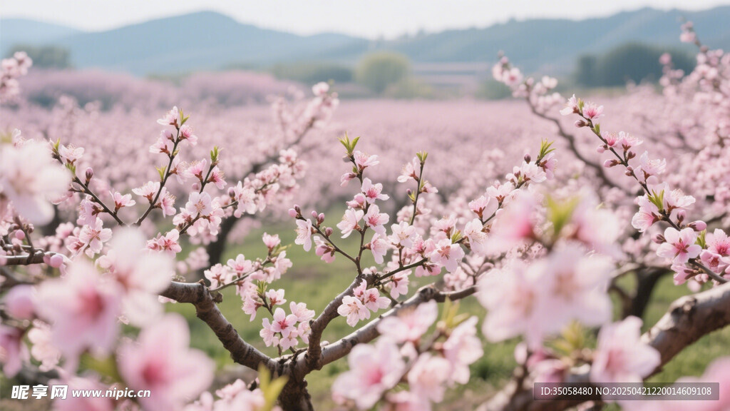 桃花林