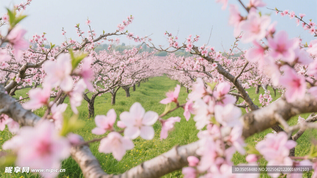 桃花林