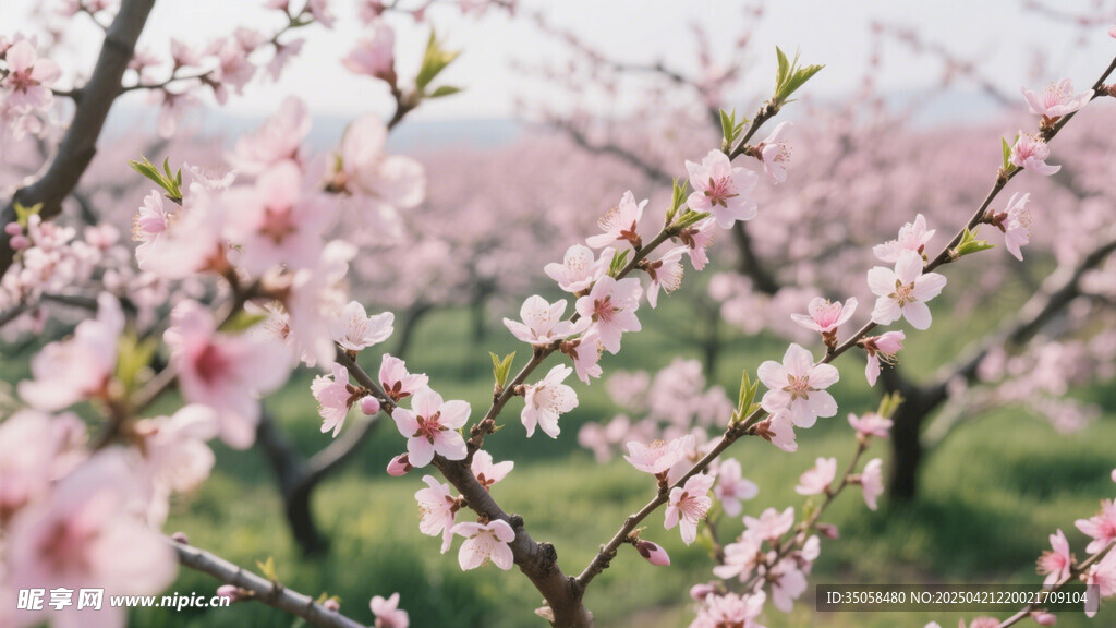 桃花