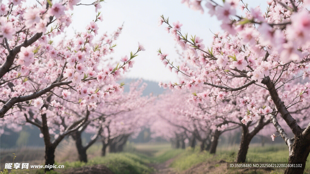 桃花林
