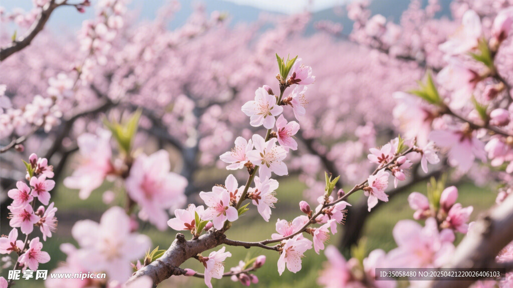 桃花