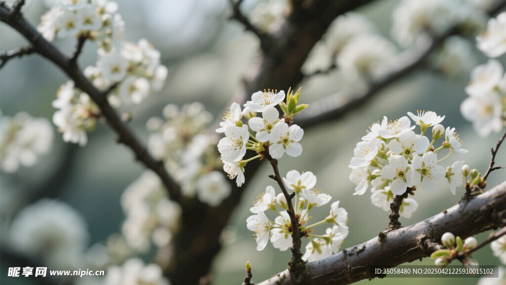 李子花
