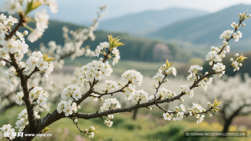 李子花 