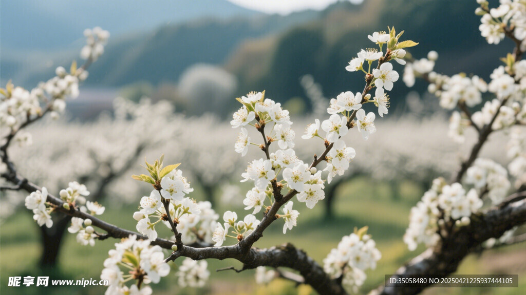 李子花 