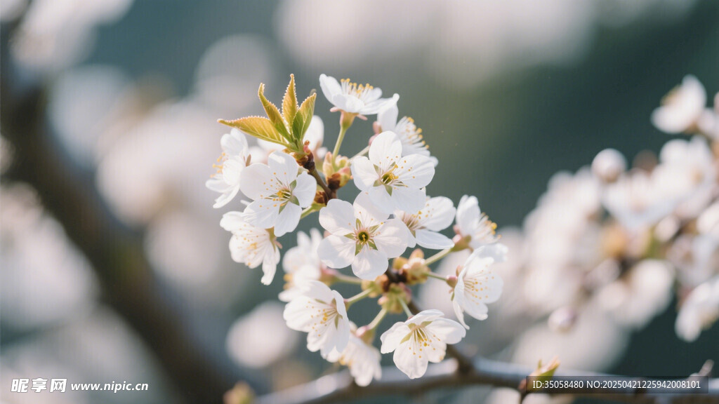 李子花