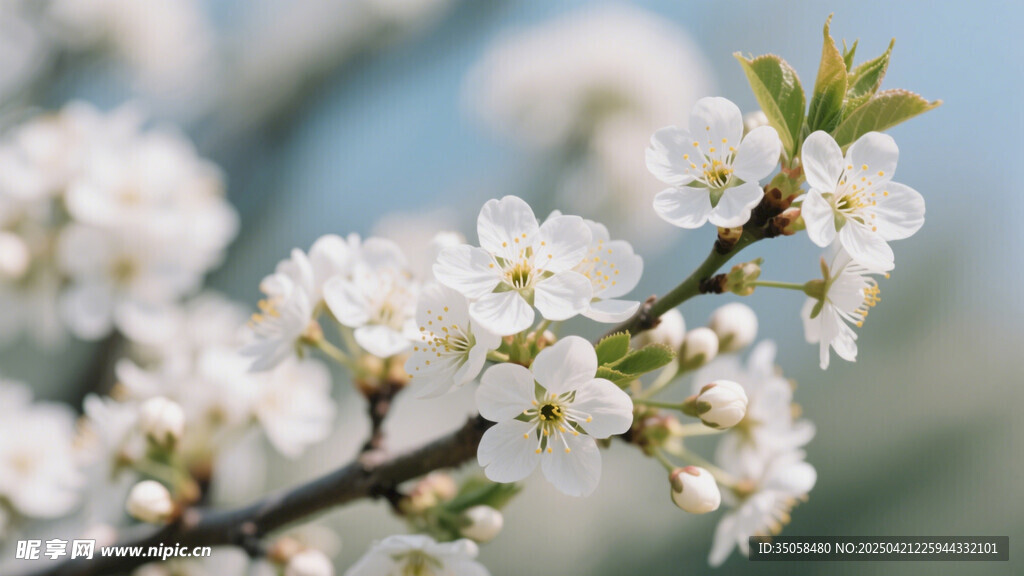 李子花