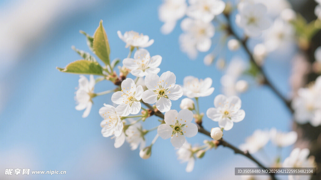 李子花