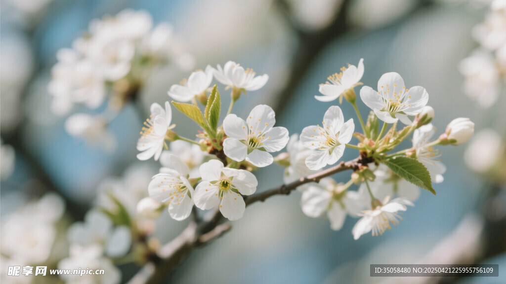 李子花