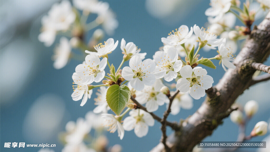 李子花 
