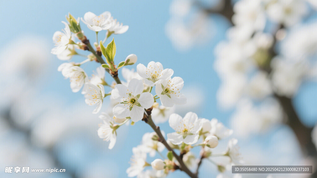 李子花 