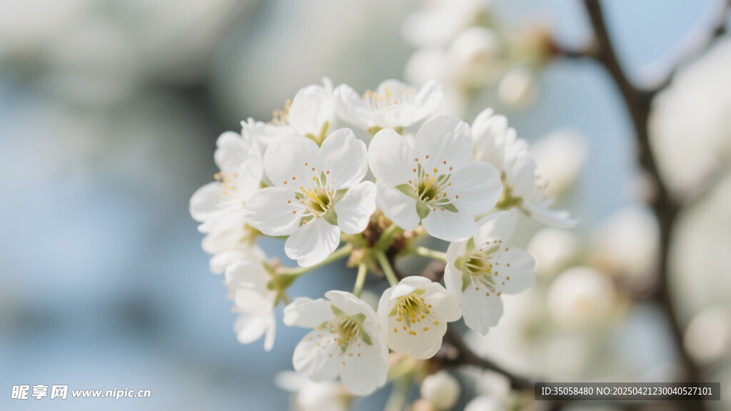 李子花