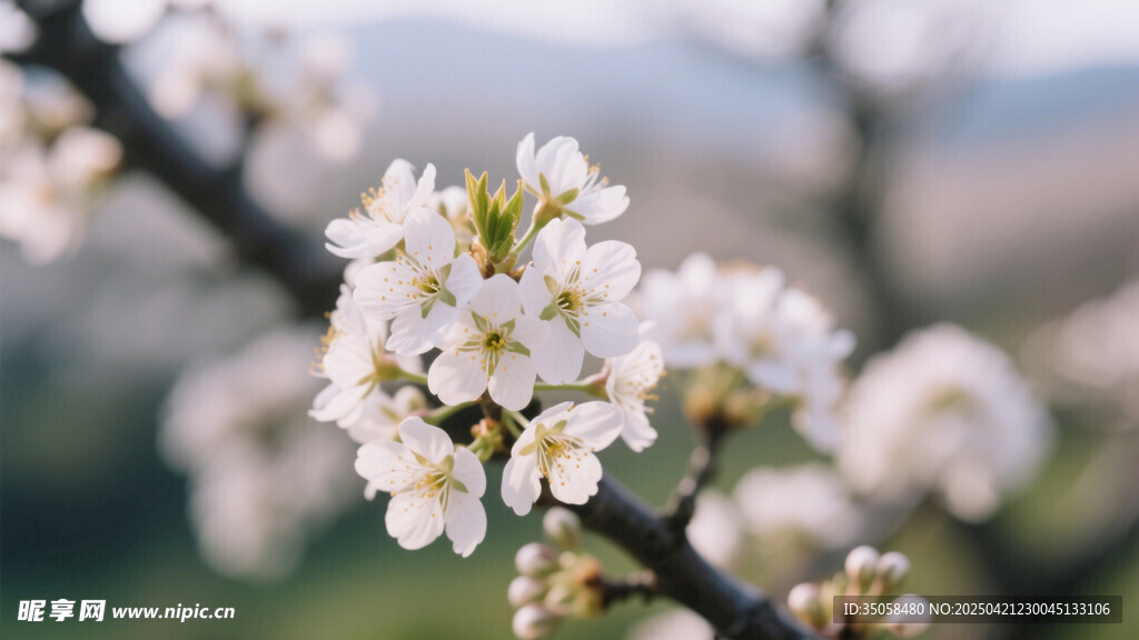 李子花 