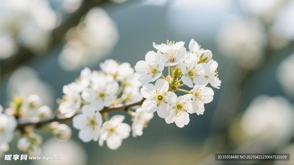 李子花 